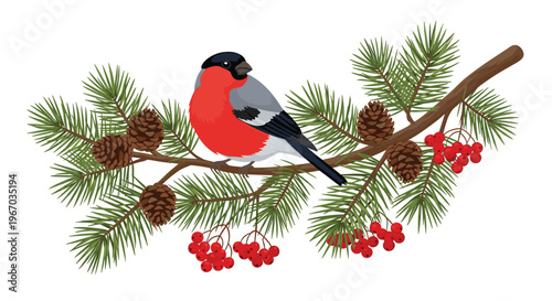 Beautiful bullfinch bird perched on pine branch with pine cones and red berries isolated on white background for winter.