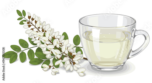 Healthy acacia flower tea in glass cup with blooming white flowers and leaves illustration on white background.