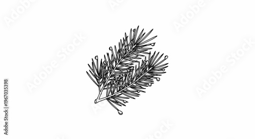 Delicate line drawing of a fir branch with tiny dew drops
