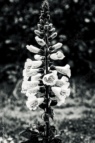 Foxglove Flower Black and White Macro Vertical Bloom Botanical Nature Minimalist Fine Art Photography