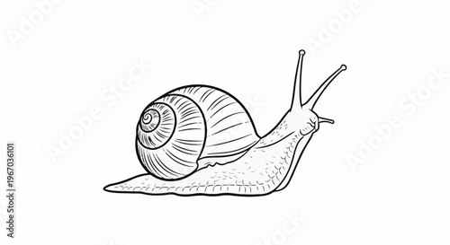 Detailed line drawing of a snail with a coiled shell and antennae