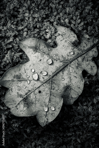 Oak Leaf with Water Drops Black and White Macro Texture Detailed Nature Pattern Autumn Photography