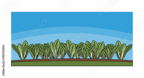 Field of lush green leafy plants under a bright blue sky