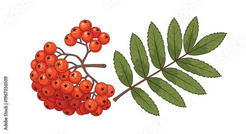 Bright red rowan berry cluster with a characteristic serrated green leaf isolated on a white background for autumn themes.