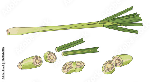 Lemongrass stalk and various sliced pieces for cooking and herbal infusions isolated on a clean white background design.