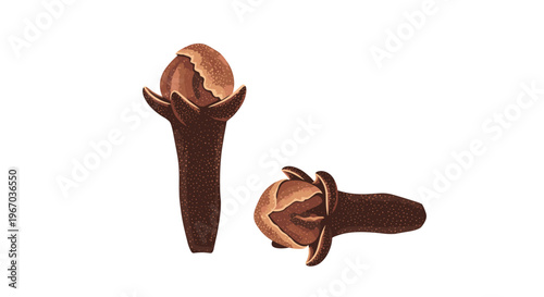 aromatic dried cloves spice set on a plain white background used for cooking and baking in kitchen culinary food preparation and health.