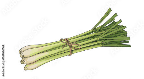 Lemongrass stalks bundle tied with twine string isolated on white background for culinary and medicinal herbal uses.