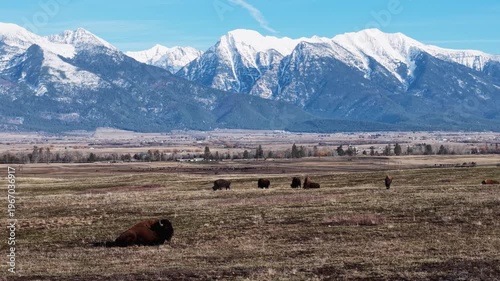 Wallpaper Mural Aerial view of bison resting on open plains with a herd in the distance and snow-capped mountains in the background in Montana Torontodigital.ca