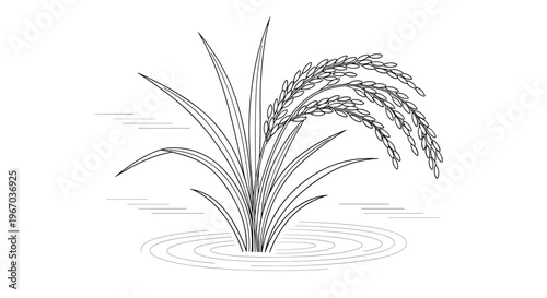 Simple and elegant black and white sketch of a rice plant growing in water with detailed grains on white background.
