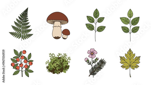 Illustrated Collection of Various Plant and Mushroom Species Featuring Ferns, Mushrooms, Leaves,