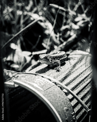 Lizard on Rusty Metal Barrel Black and White Wildlife Urban Nature Contrast Texture Fine Art Photography