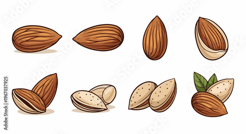Collection of illustrated almonds showing whole, halved, and shelled varieties