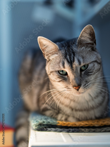 Contented silver tabby cat with green eyes relaxing on a warm knitted blanket at home