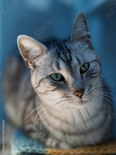 Beautiful silver tabby cat with mesmerizing green eyes looking directly at camera