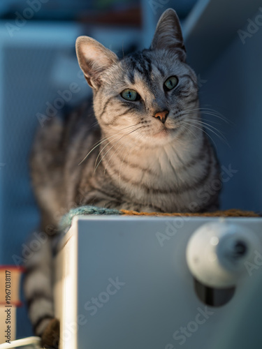 Contented silver tabby cat with green eyes relaxing on a warm knitted blanket at home
