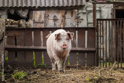 A pig is standing in a pen with hay. It is looking at the camera.
