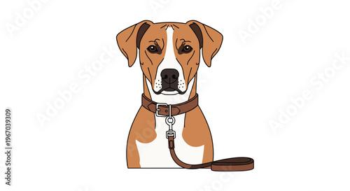 A brown and white dog with a leather collar and leash is depicted facing forward against a plain white background.