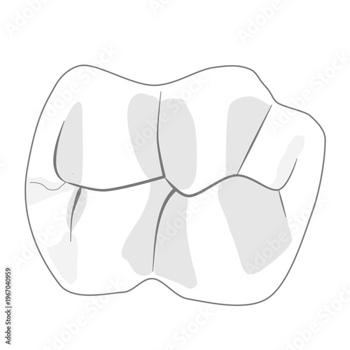 Molar Tooth Occlusal View Flat Vector Dental Illustration