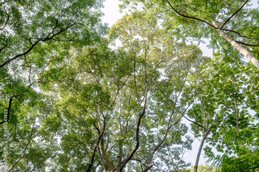 Fototapeta premium Slender trunks reach toward spacious luminous canopy. Wide crowns reveal airy spacing around white sky. Sunlit forest ceiling offers tranquil vertical drama