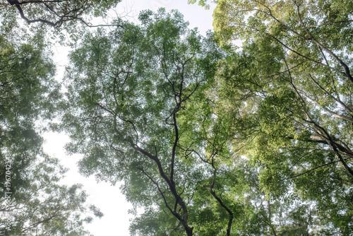 Schilderij op canvas Sweeping limbs carve graphic paths through pale canopy