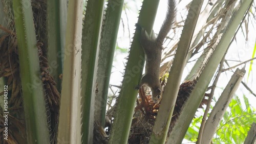 A little squirrel runs playfully on the palm tree.