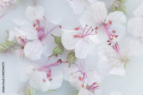 soft pastel abstract macro background with white geranium flowers