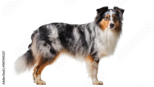 фотографія Blue merle Australian Shepherd dog standing, isolated on transparent background