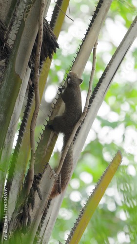 A little brown squirrel scurries around on the palm tree with an adorable demeanor.