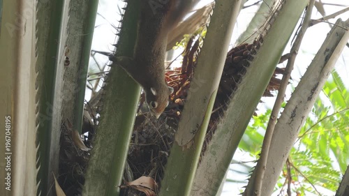 Squirrel perched cautiously on a palm tree branch.