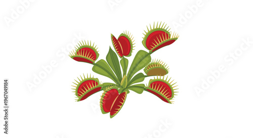 A green Venus flytrap plant with several partially closed red traps fans out on a white background.