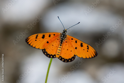 Tawny Coaster (Acraea terpsicore) perched on a wildflower in Singapore.