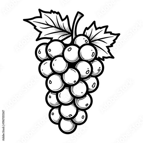 Grapes hanging with leaves in black and white line art style  