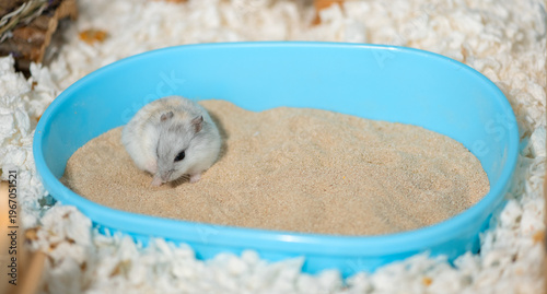 Funny dwarf hamster is lying on bathing sand in blue bathtub, side view