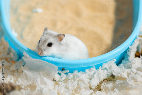 Dwarf hamster is standing on bathing sand in blue bathtub, by the edge, top view