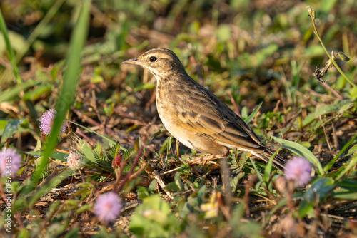 Foto Paddyfield Pipit (Anthus rufulus) on the grass in Thailand.