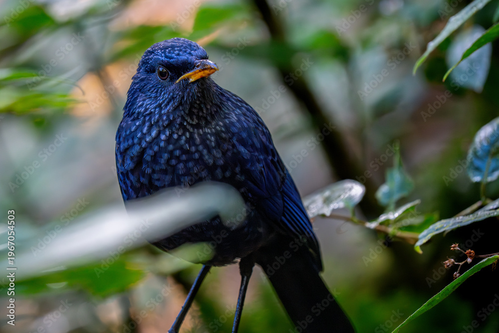 Obraz premium Blue Whistling Thrush (Myophonus caeruleus) in a Thai forest.