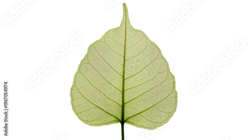 Delicate translucent green leaf skeleton with visible veins, isolated on transparent background