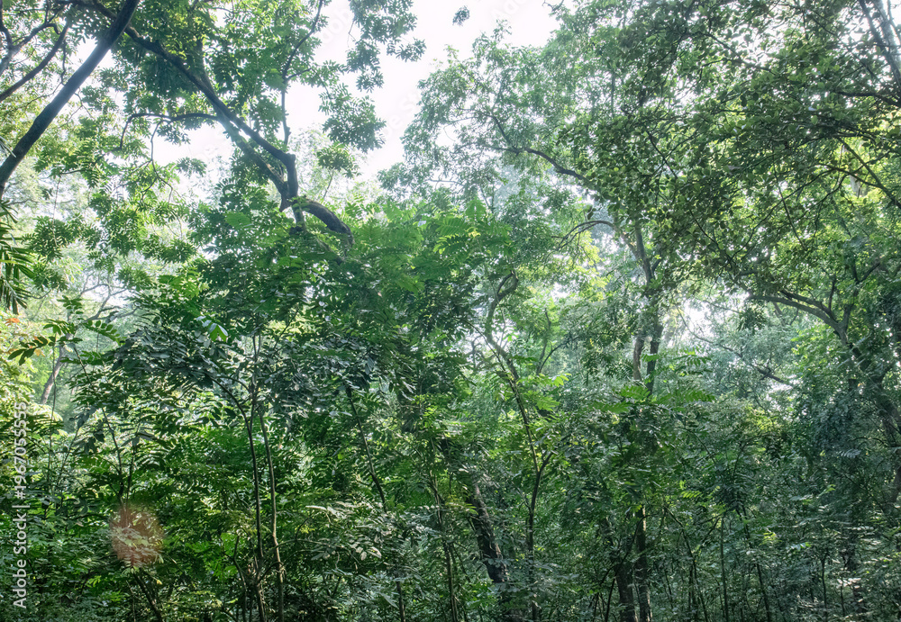 Fototapeta premium Lush rainforest feel with layered shrubs and towering trees. Sunlit greenery fills a deep woodland panorama. Dense vegetation forms a rich natural background