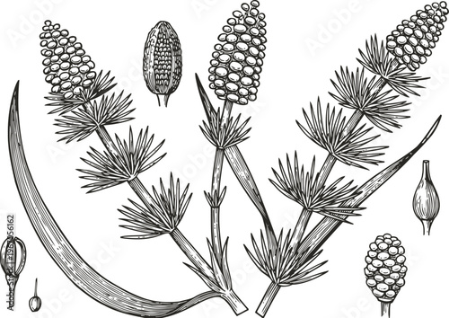 Horsetail plant botanical illustration showing segmented stem, spore cones, and needle like leaves