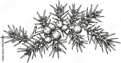 Juniper branch with berries detailed botanical illustration of coniferous plant with needle leaves and round fruits