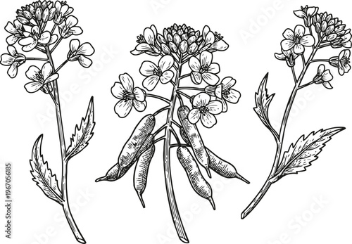 Hand drawn mustard plant with flowering branches and seed pods, botanical herb illustration