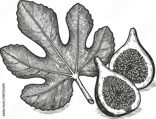 Fig fruit and leaf detailed black and white botanical illustration of fresh figs cut in half with textured leaf