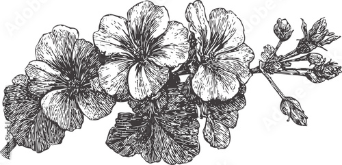 Vintage floral illustration with blooming hibiscus flowers and detailed leaves