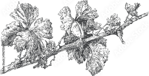 Detailed black and white illustration of grapevine branch with leaves and tendrils in vintage