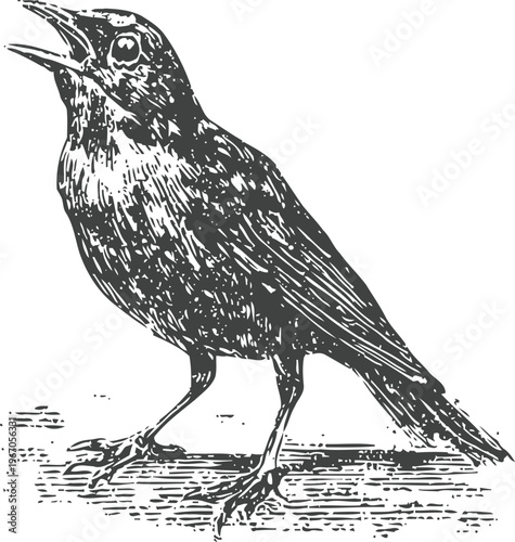 Engraved blackbird illustration singing with detailed feathers and expressive posture on textured ground