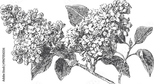 Detailed vintage botanical illustration of lilac flowers branch with leaves in black and white