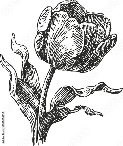 Vintage hand drawn tulip flower with curved leaves engraving illustration in black and white