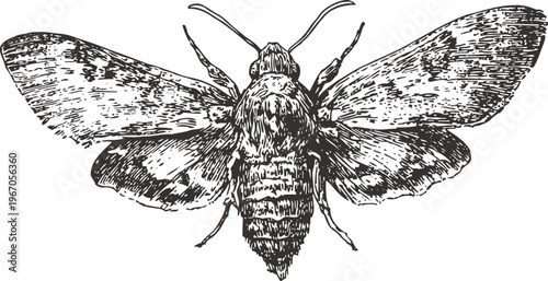 Vintage detailed illustration of a moth with wings spread open in black and white