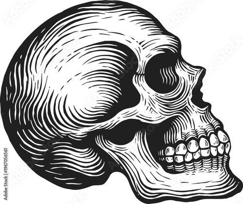 Human skull illustration in black and white, side view detailed anatomical drawing