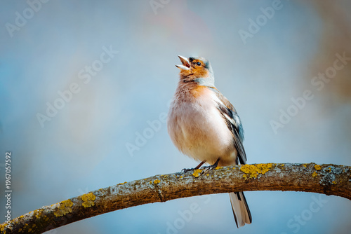 Male Common chaffinch (Fringilla coelebs) singing. Close-up portrait, perched on branch, blue background, open mouth, spring song, garden bird, songbird, sharp focus, sunny weather.